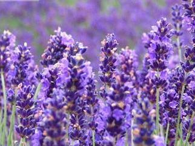 东方普罗旺斯熏衣草庄园_北京东方普罗旺斯熏衣草庄园门票价格_图片_预订_途牛旅游网