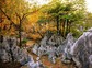 千岛湖石林