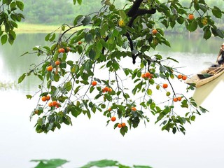 杭州西溪湿地（西区）