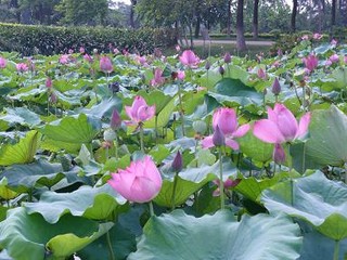三水荷花世界