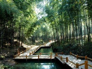 天目湖南山竹海