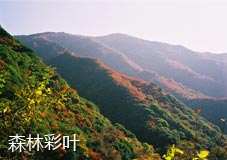 森林彩叶